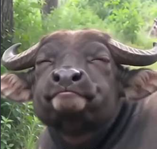 Niuzai, a water buffalo, eyes closed and smiling in the bushes